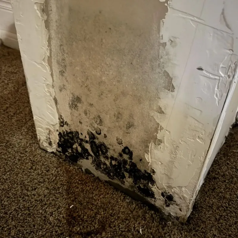 Professional Mold Removal in West Chicago, IL